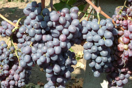 magnélküli szőlő